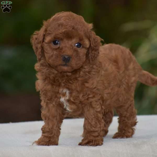 Kendra, Miniature Poodle Puppy